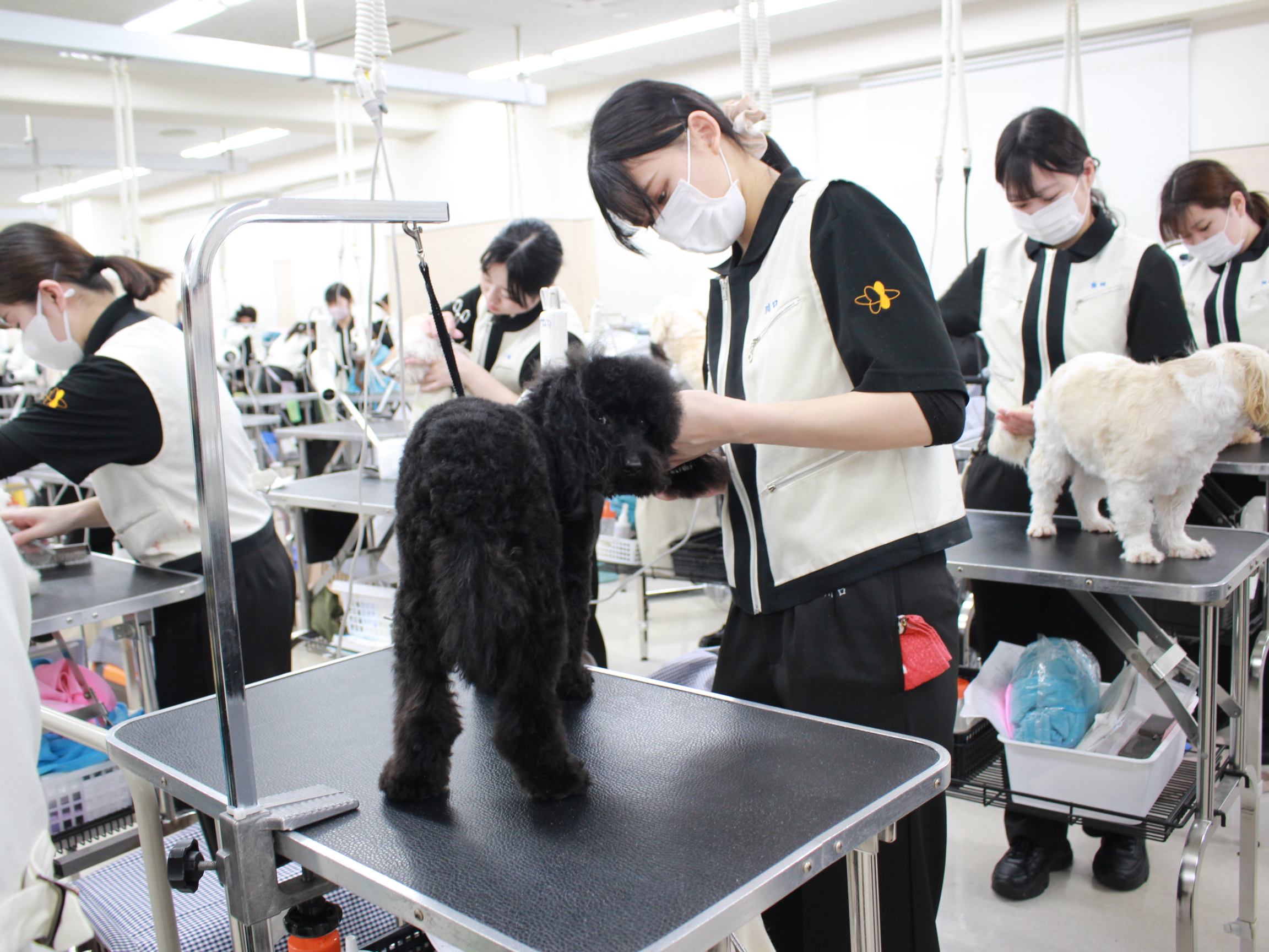 新2年生のトリミングが始まりました☆